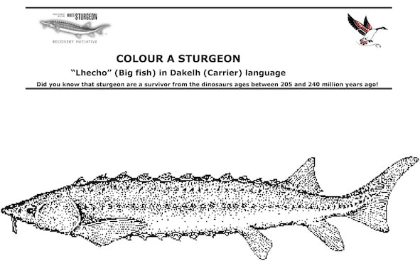 Colour a White Sturgeon
