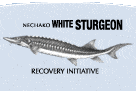 Nechako White Sturgeon logo