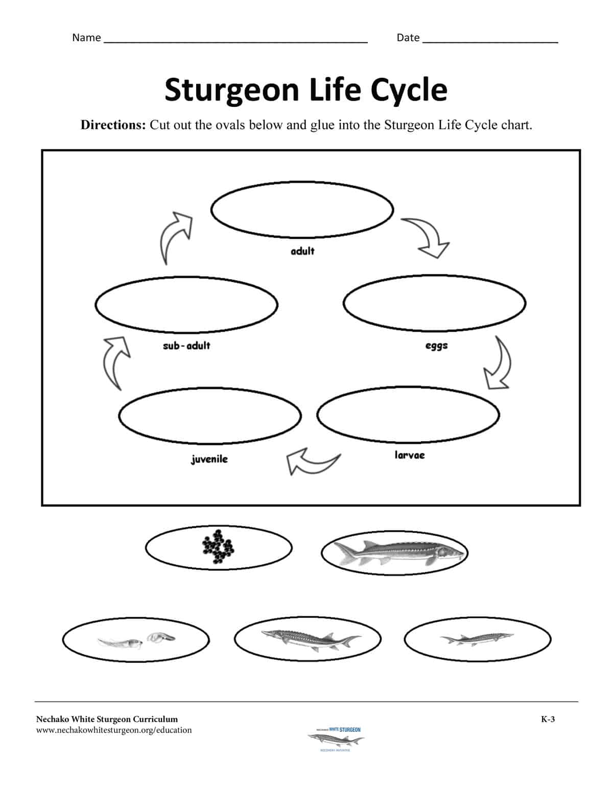 NWSRI Education - Sturgeon Life Cycle K-3
