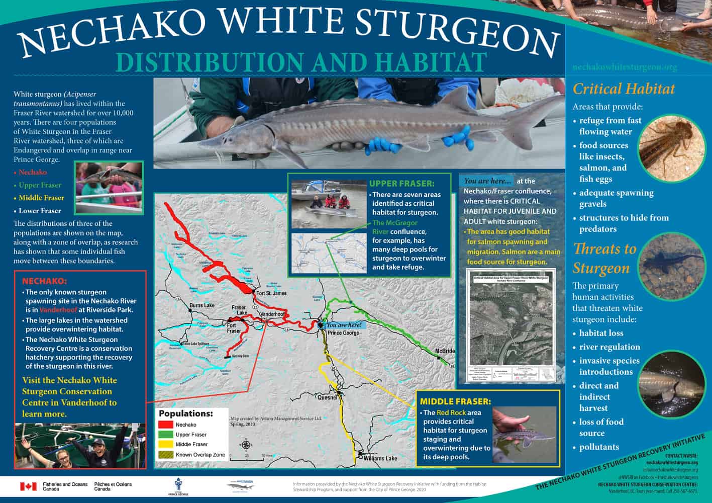 Sign about Distribution of Sturgeon in the Nechako and Upper Fraser