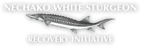 Nechako White Sturgeon Recovery Initiative