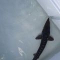 Juvenile sturgeon