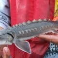 Juvenile sturgeon