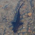 Juvenile sturgeon