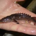 Juvenile sturgeon